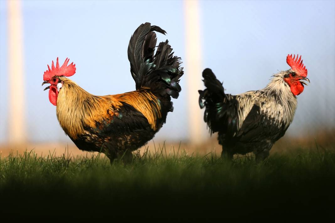 Türkiye’nin en prestijlisi! Denizli horozunu Konya koruyor 3